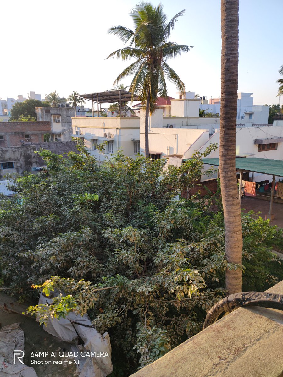 rameshppillai's tweet image. #realmeXT #64mpquadcamera
Find the parrot in tree