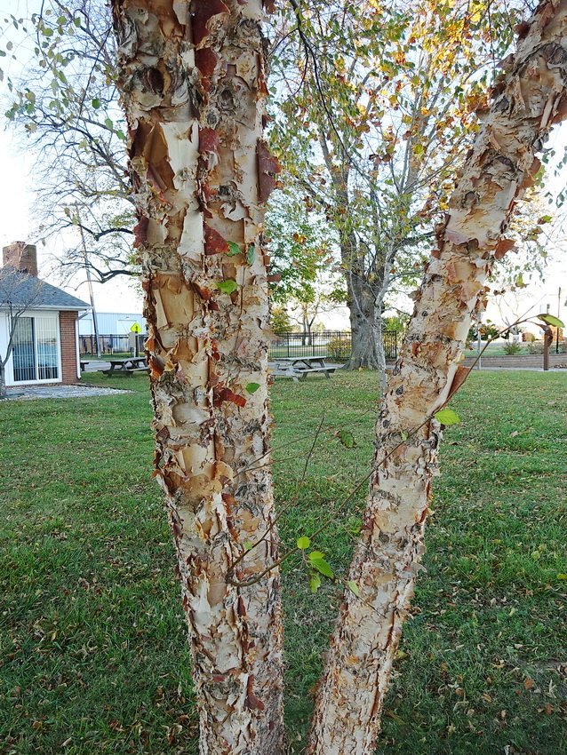 #LandscapeTrees  The Heritage Birch (Betula nigra 'Heritage') is a fast growing, medium sized, landscape tree with attractive exfoliating bark.  Fall color is yellow but can vary in intensity from year to year.  Very cold hardy and moderately heat tolerant.  #Bark