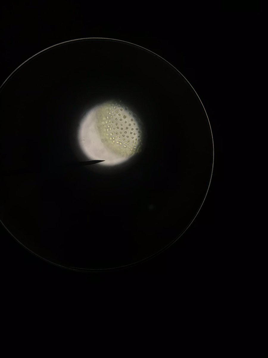 avery_kops's tweet photo. Took a look at Volox today in dual enrollment bio! Shoutout @stilescr1 let’s get those extra credit points 🤗 https://t.co/E72M1yhT69