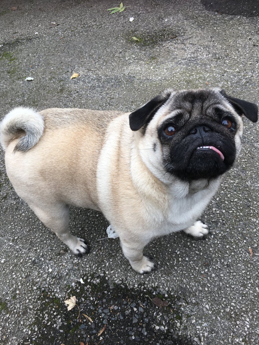 Feeling proactive- Been out popping a few leaflets through some doors today with the help of my little pug Maisy, please don't hesitate to call, thanks. #telford #ketleybank #carer #homehelp #lawley #dawley #ageuk