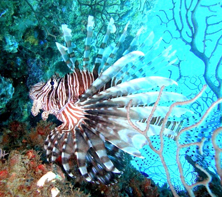 Better late than never, Cyprus begins culling lionfish lionfish.co/better-late-th…