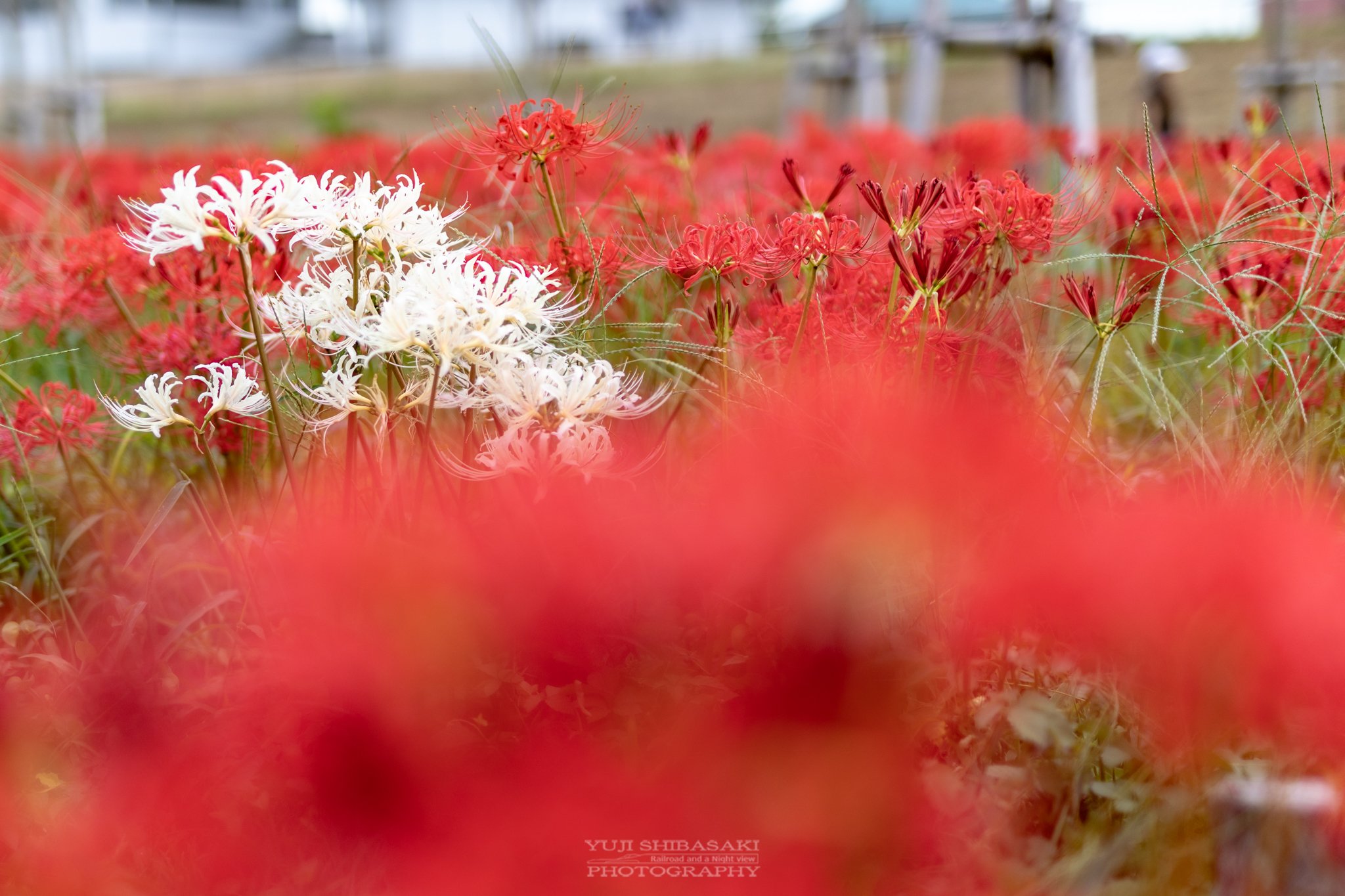 Yuji Shibasaki Photo En Twitter やしおフラワーパークの彼岸花 埼玉県八潮市の中川やしおフラワーパークの曼珠沙華が満開に 地元の方が憩いの場として整備し 季節を通じて花を楽しめ 10月中頃にはコスモスが咲き乱れます 彼岸花 曼珠沙華 八潮市 埼玉県