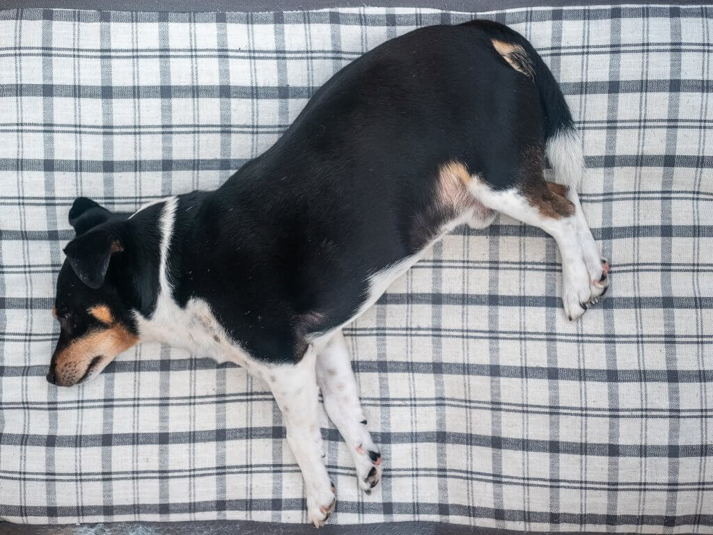 My Dog Got Fat! Now What?! Read our Healthy Tips &amp; Habits to Correct Dog Obesity > ow.ly/iy8N50wApuf mentions > <a href="/ACANAPetfood/">ACANAPetfood</a>
