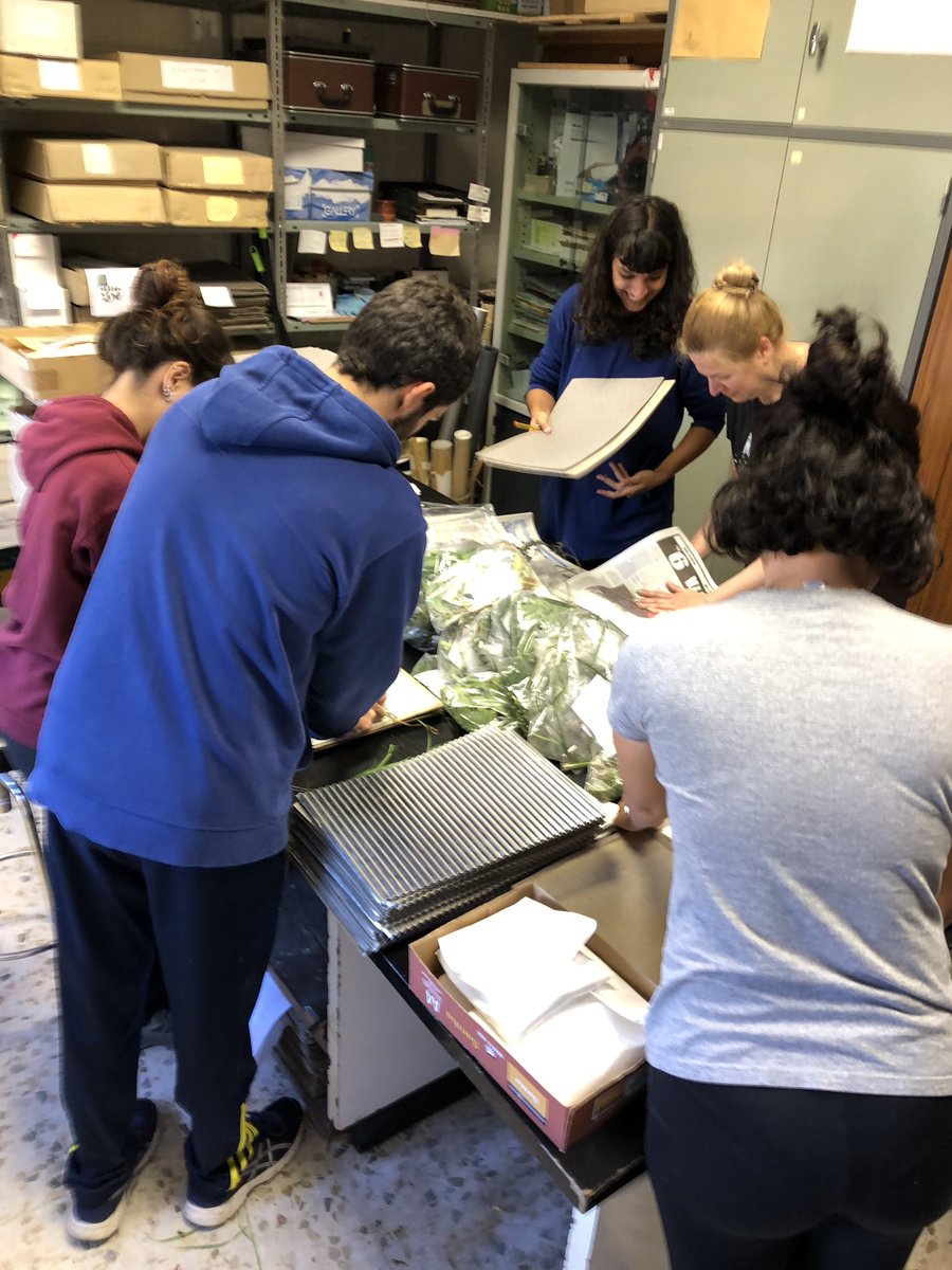 CarmenAcedo's tweet photo. After the collection, #MasterU~EAFF @unileon_es students pressing plant samples to preserve before to send them to @herbariunLEB https://t.co/3iOR1VfRNX