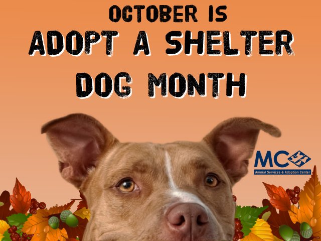 mc animal services and adoption center