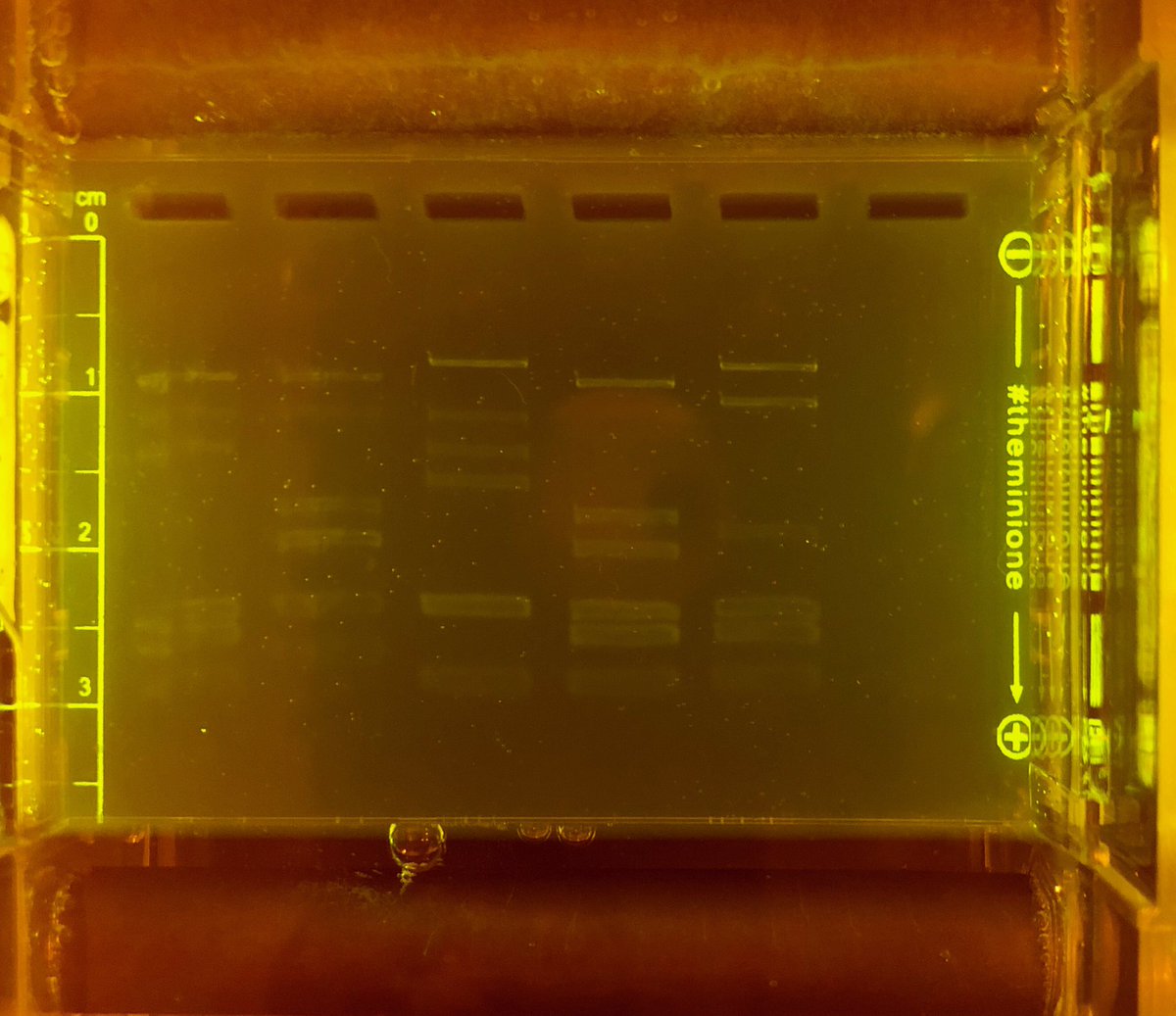 MahwahSci_Eng's tweet photo. DNA Fingerprinting today in BioTech! https://t.co/OPiKm3LPtA