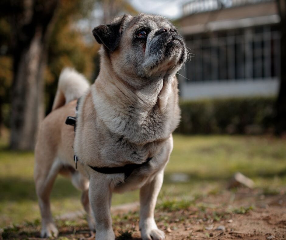 Value Vet tweet media