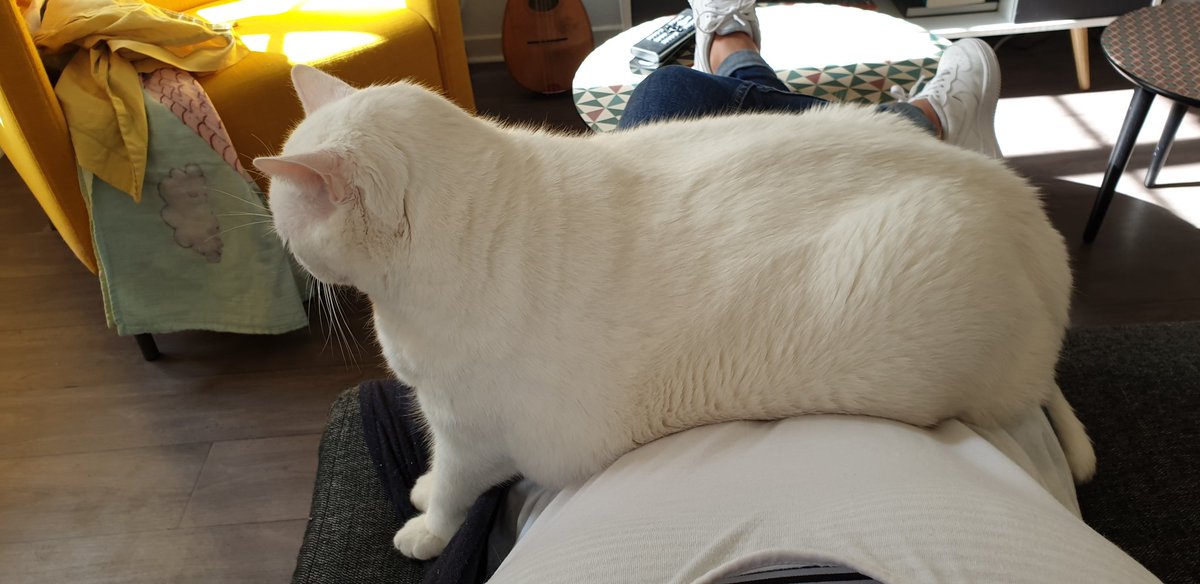 Feu Barney Roi Des Chats Poulets Je Suis Trop Grand Pour M Installer De Cote Sur Mon Humaine Je Fais La Position Du Sphinx Je Garde Ma Position Je Suis Un