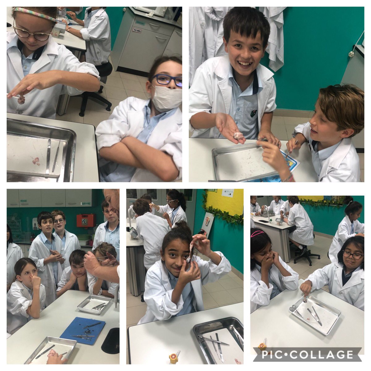 <a href="/DIA_Year6/">Year 6 | DIA Emirates Hills</a>  being risk takers by dissecting sheep eyes #wearescientists  #diadream  <a href="/DIAdubai/">DIA | Emirates Hills</a>