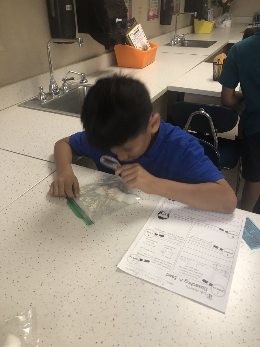 LibertyParkSTEM's tweet photo. Mrs. Martin’s 2nd grade class observing seed germination and plant growth . #lpsoars #warrenwill @LibertyParkElem @PLTWorg @MaryMartin5380 https://t.co/OWiTOrnFGQ