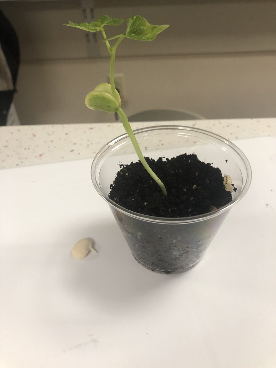 Mrs. Martin’s 2nd grade class observing seed germination and plant growth . #lpsoars #warrenwill <a href="/LibertyParkElem/">Liberty ParkPatriots</a> <a href="/PLTWorg/">Project Lead The Way</a> <a href="/MaryMartin5380/">Mary</a>