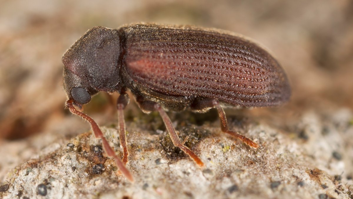 Safeguard Europe on Twitter: "Common Furniture Beetle (Anobium punctatum) -  A large amount of the damage caused in buildings by wood boring beetles in  UK is down to the Common Furniture Beetle.