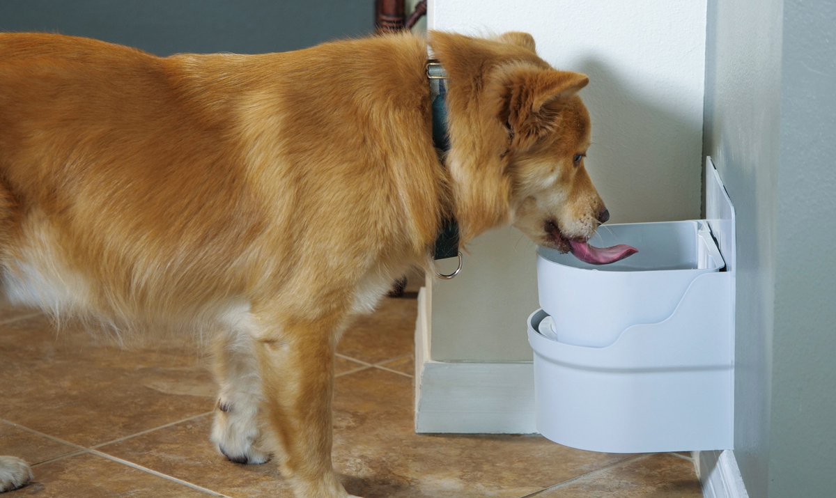 Perpetual__Well's tweet photo. Six Tips to Help Your Dog to Lose Weight >>> https://t.co/YYdzFlX1uN
#perpetualwell #dogs #dogwaterbowl #chow #petlover #petcare #DogsMostWanted #doglovers https://t.co/3YiFUFYWNd