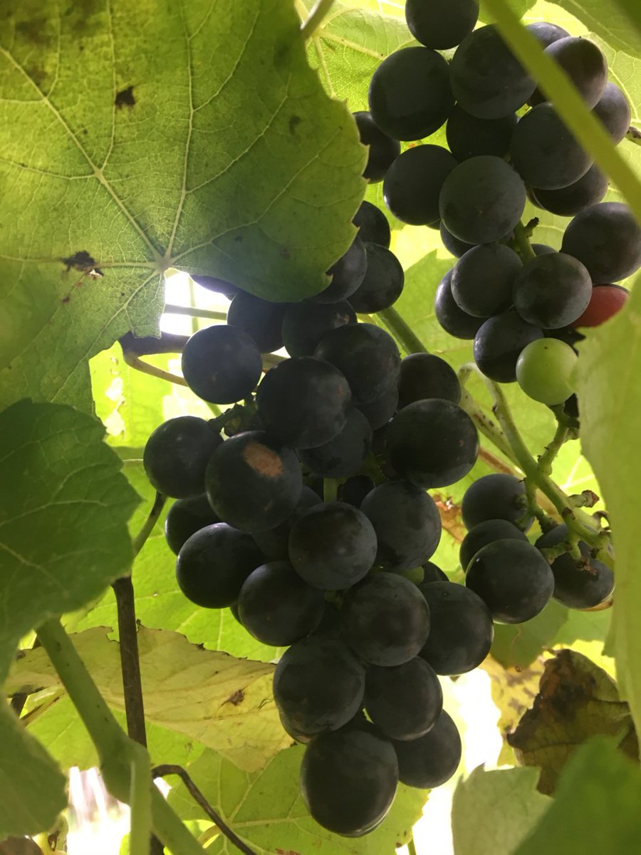 Homemade Wine: Harvesting and Crushing Grapes olivetreebythesea.wordpress.com/2017/09/29/hom…