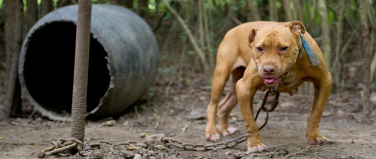 pitbullsad's tweet image. These pictures came from a dog fighting operation. The pit they can break down &amp;amp; put up again anywhere. This is one of the reasons they are so hard to catch, they move around &amp;amp; are very secretive. They set up in the woods, basements, empty warehouses, anywhere. #enddogfighting