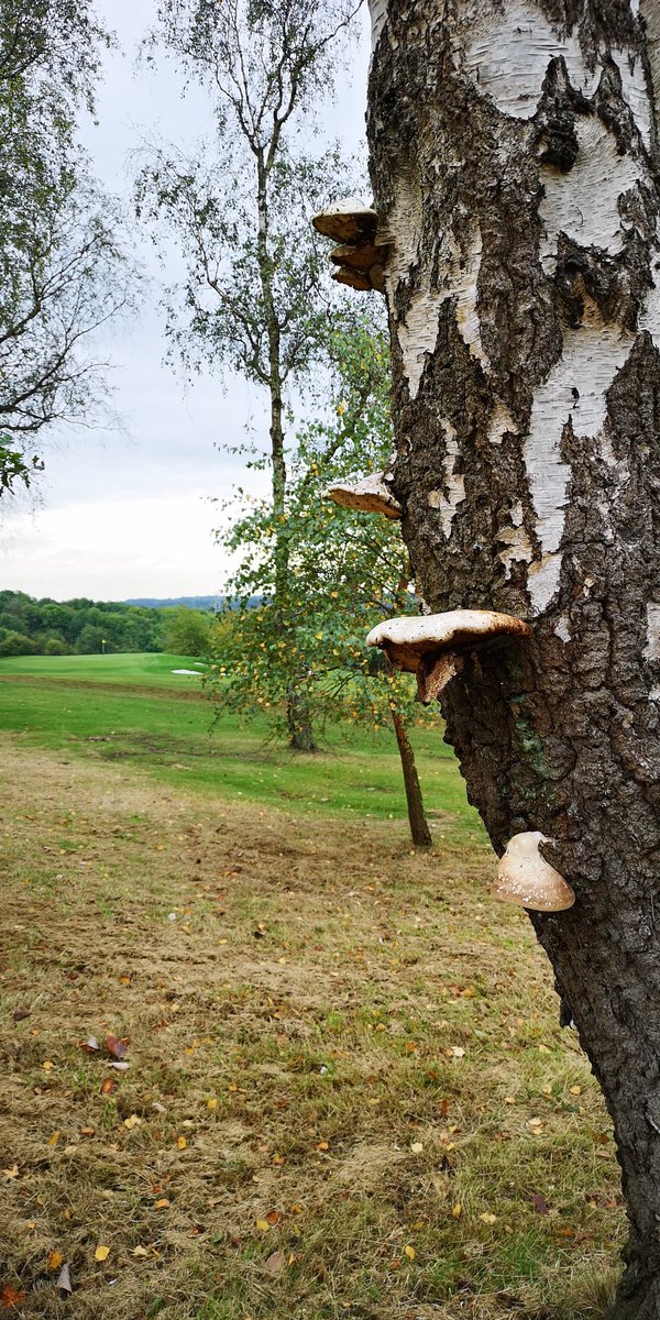 Ecology1BIGGA's tweet photo. The fungi and flora at Harewood Downs GC is quite spectacular 🍄🌸 @downie82 https://t.co/Kh11cfHq9o