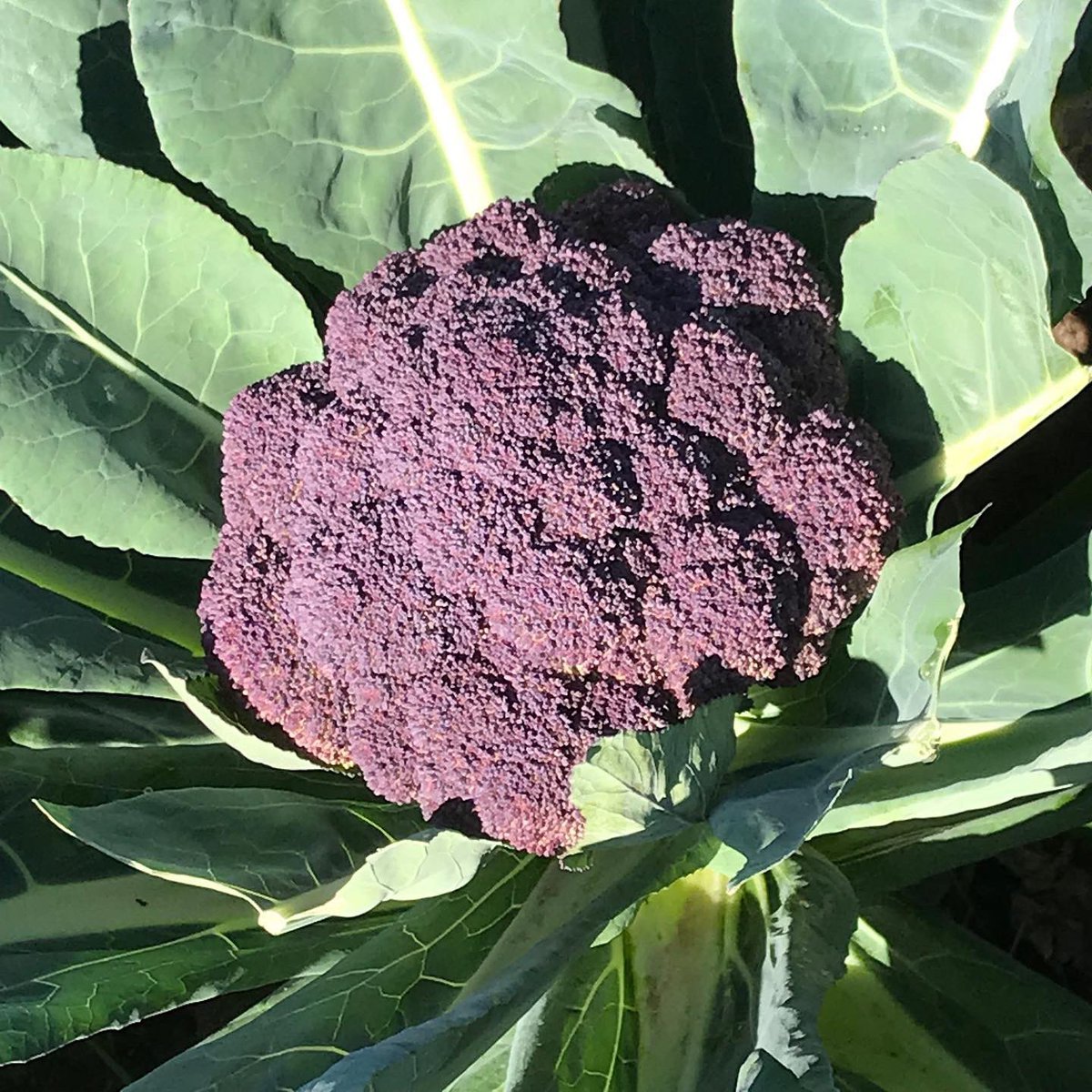 Pure Line Seeds, Inc tweet media