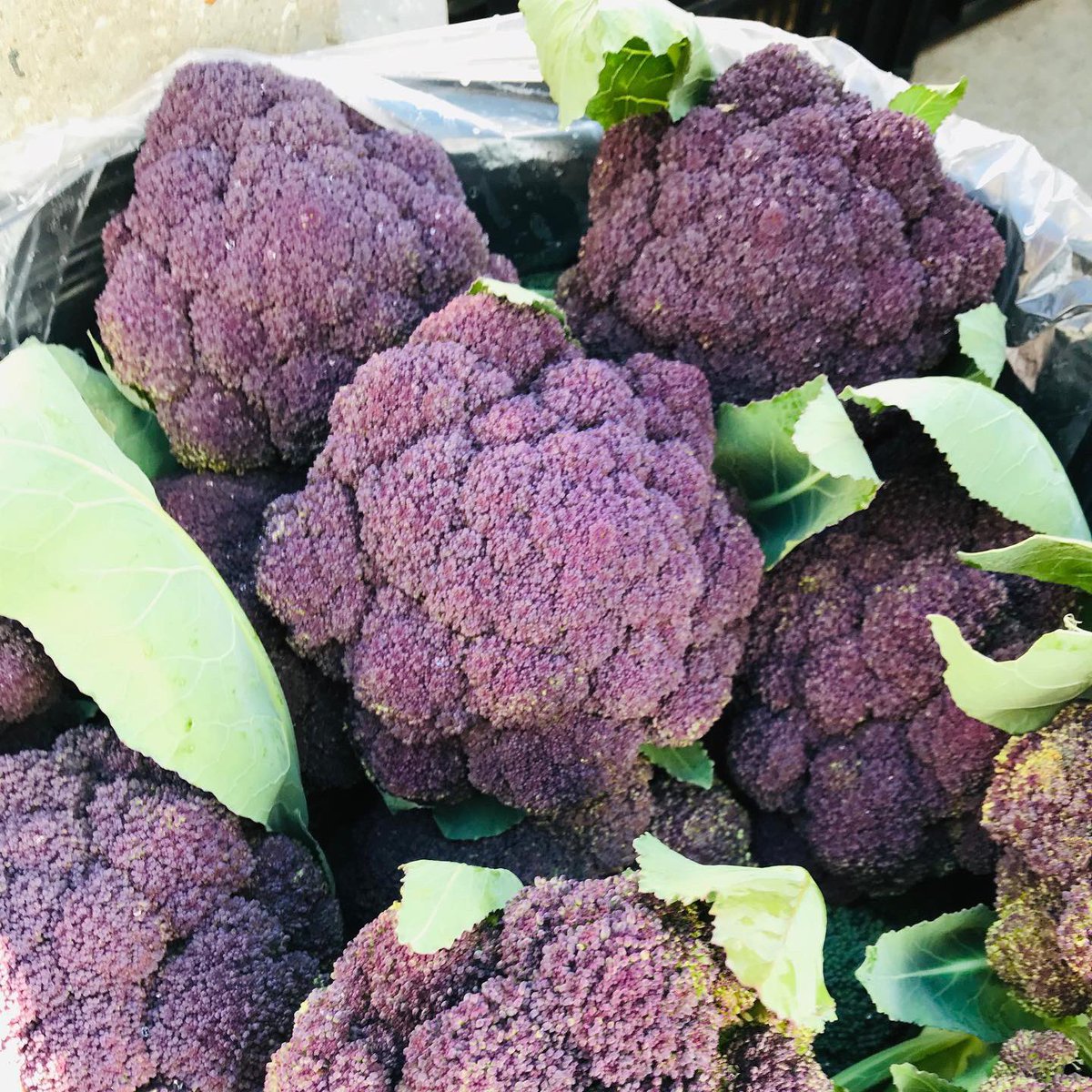 Pure Line Seeds, Inc tweet media