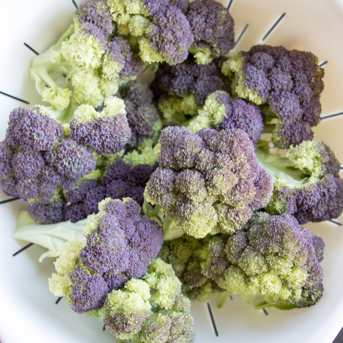 Pure Line Seeds, Inc tweet media