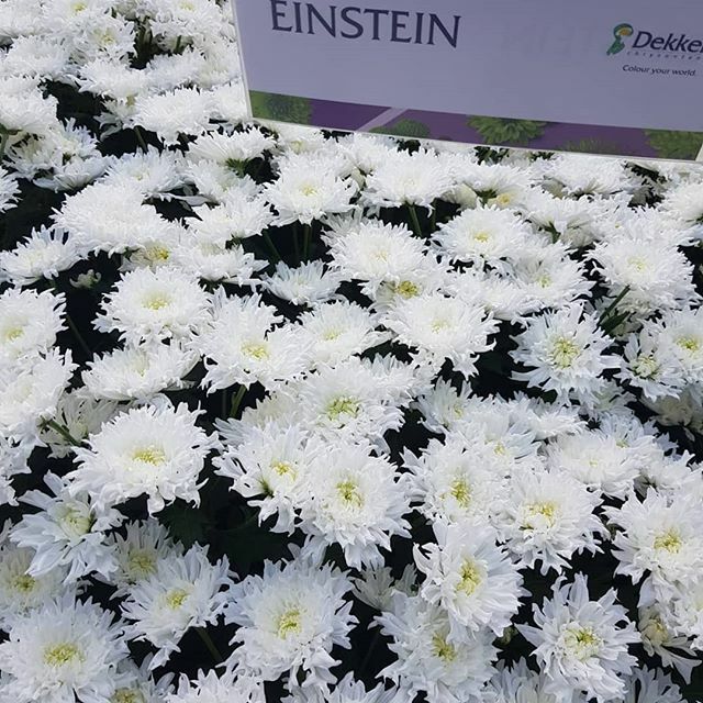 Dekker Chrysanten green house Visit. Great assortment. Beauty and quality. Always get inspirited with both their well-known and new varieties. Мы - в гостях у Деккер Хризантен. Впечатляет огромный ассортимент и разнообразие как уже известных, так и новых, пока еще без назван…
