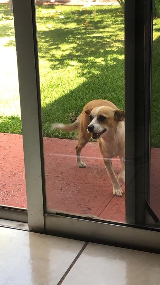 maribel_arratia's tweet photo. Se me salió mi perrita; responde al nombre de Mía, por si alguien la ha visto, favor de contactarme por este medio. https://t.co/gnX7XlrlPm