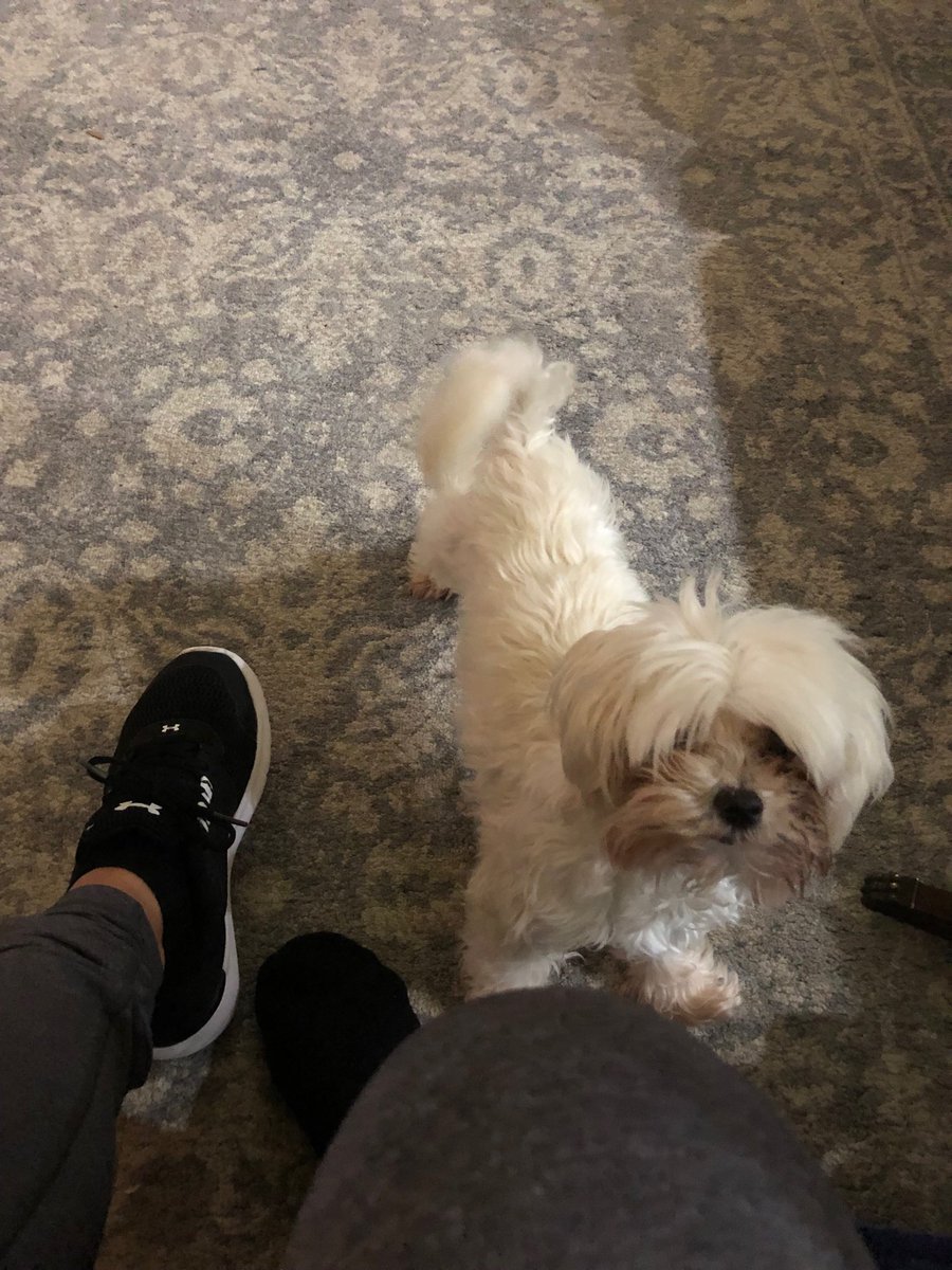 lisamightydavis's tweet photo. My pup knows me so well that the minute I put on my shoes she knows I’m leaving & jumps down to head to her crate. #barefootisbest #babydog #roxydoodle https://t.co/CjI37Q0atB