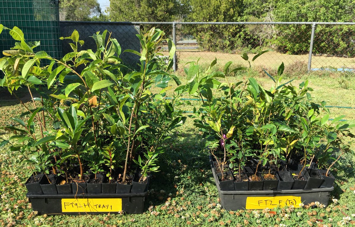 Journal of Applied Ecology (@jappliedecology) on Twitter photo Beating heat during subtropical #rainforest restoration: plant medium-sized seedlings, avoid planting on v. hot days, remediate compacted soils. Note: functional traits are poor predictors of initial seedling survival in heatwave conditions ow.ly/t5RY50wzjxh @john_m_dwyer Beating heat during subtropical #rainforest restoration: plant medium-sized seedlings, avoid planting on v. hot days, remediate compacted soils. Note: functional traits are poor predictors of initial seedling survival in heatwave conditions ow.ly/t5RY50wzjxh @john_m_dwyer