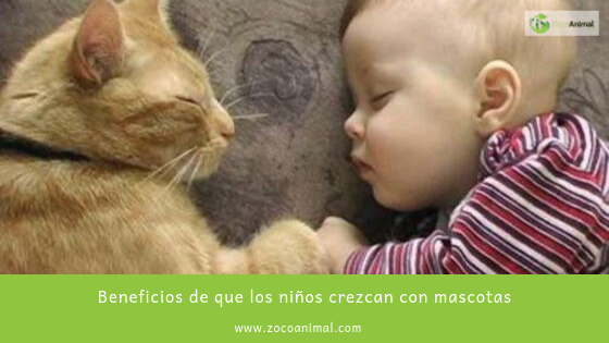 ZocoAnimal's tweet image. Beneficios de que los niños crezcan con mascotas
ow.ly/Ivai30pDxb3

#niños #mascotas #tiendaonline #perros