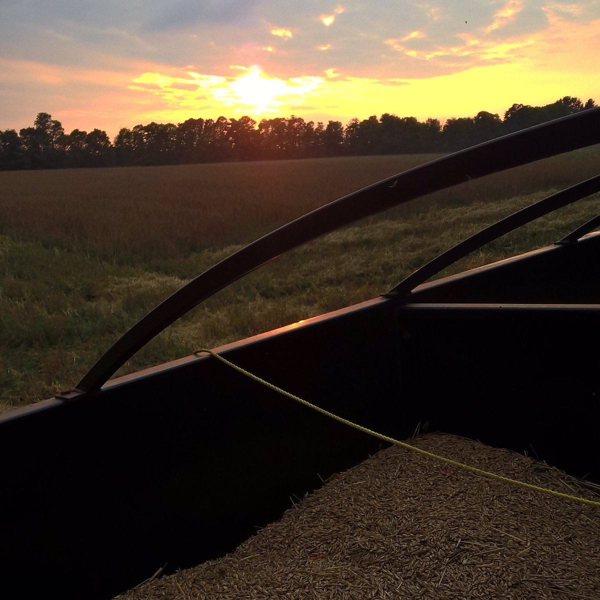 EarthValleyOrga's tweet photo. Growing healthy solutions!
#EatforyourFUTURE #EatThinkVote #Farm4Climate #RegenerativeOrganicAg #SoilHealth #Speltfield #CertifiedOrganic #EarthValleyOrganics https://t.co/JJ8fRCaZAC