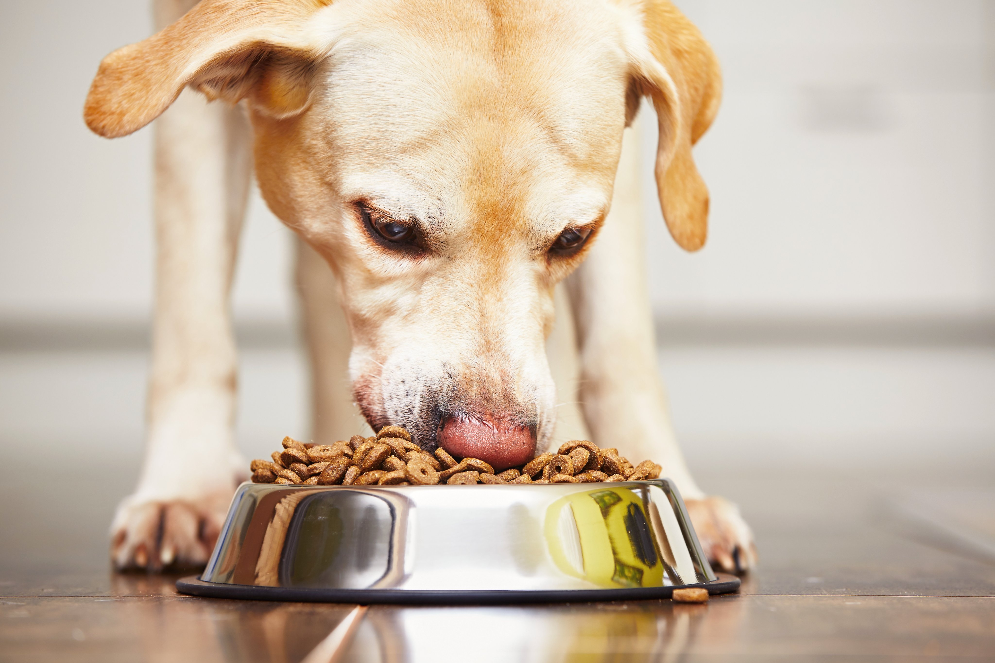 Tender & true dog food top