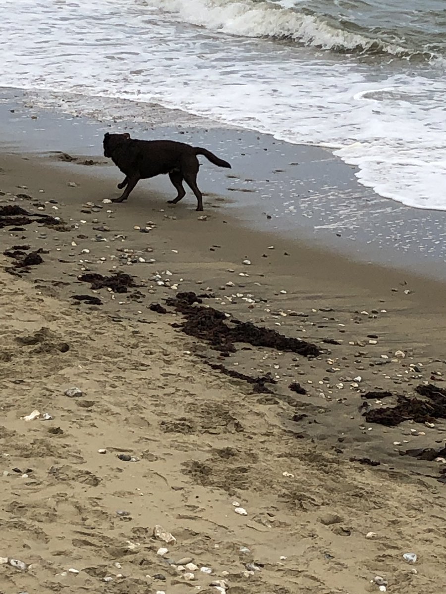 comerford11's tweet image. #Funatthebeach #IOW2019 @beazer1974 @unitedjim22 @ChristyMiles19 @maxtheduke