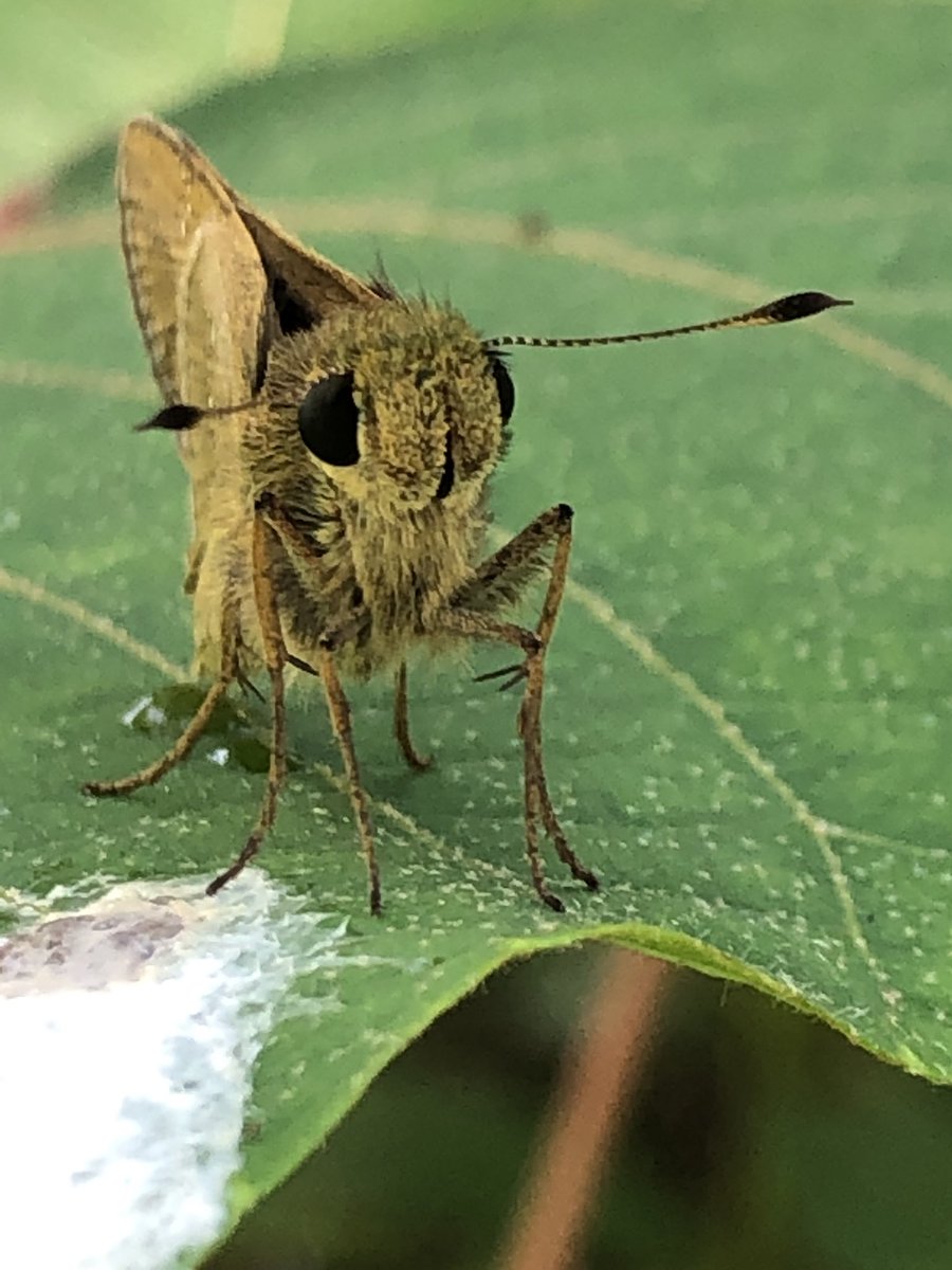 まみのすけ 推し芋はトビモンオオエダシャク やっぱりセセリチョウはウサギ顔だなぁ