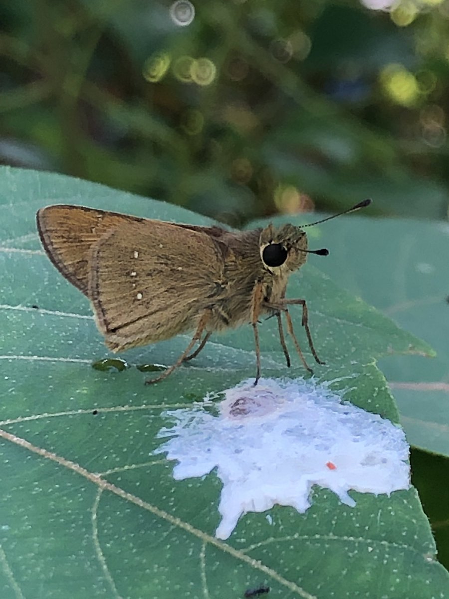 まみのすけ 推し芋はトビモンオオエダシャク やっぱりセセリチョウはウサギ顔だなぁ