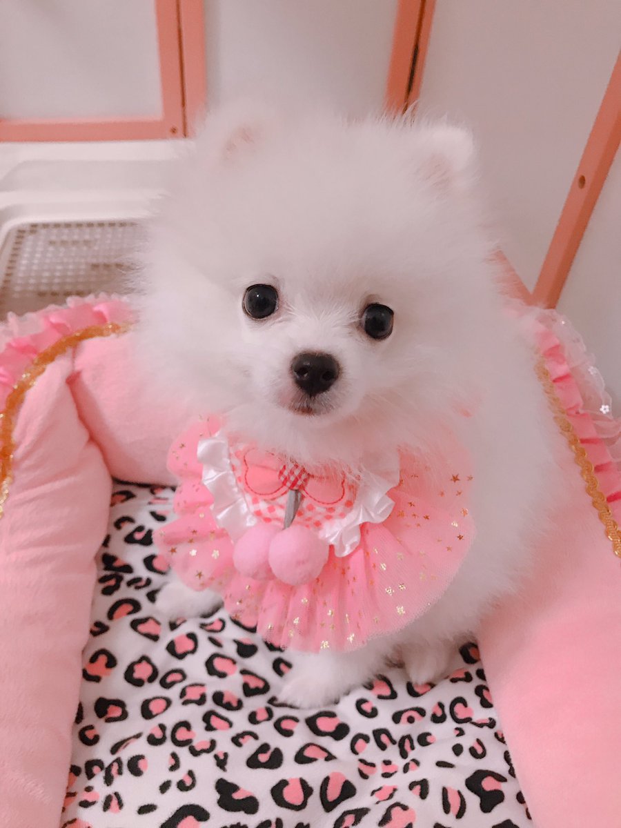 真っ白ポメラニアン ぽみぃちゃん おめかししたの ポメラニアン わたあめ 白ポメ 子犬 真っ白ポメラニアン ぽみぃちゃん おめかししたの ポメラニアン わたあめ 白ポメ 子犬