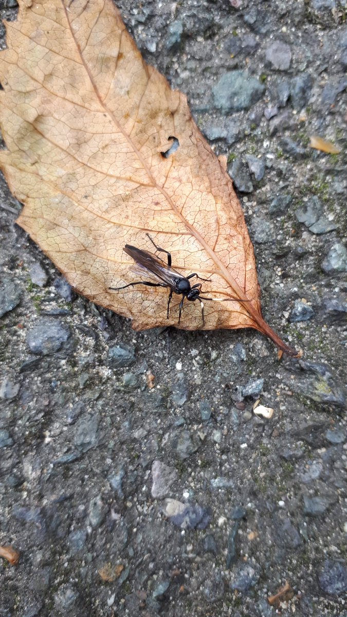 Ichneumon wasp on leaf