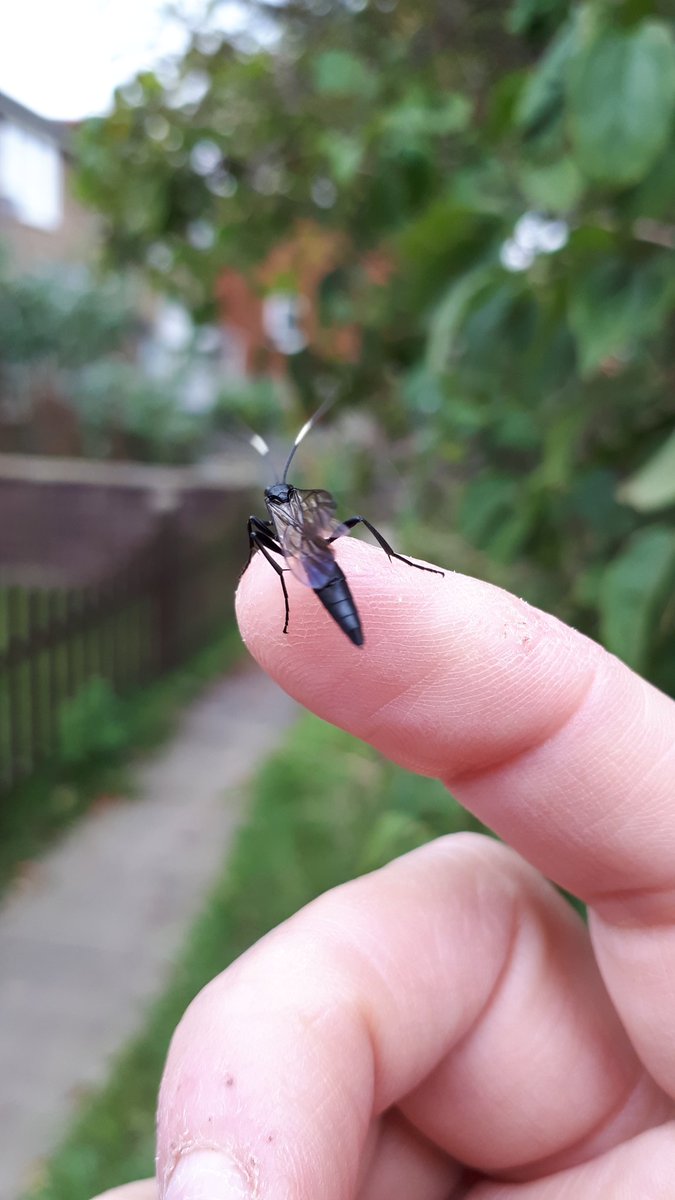 Ichneumon wasp