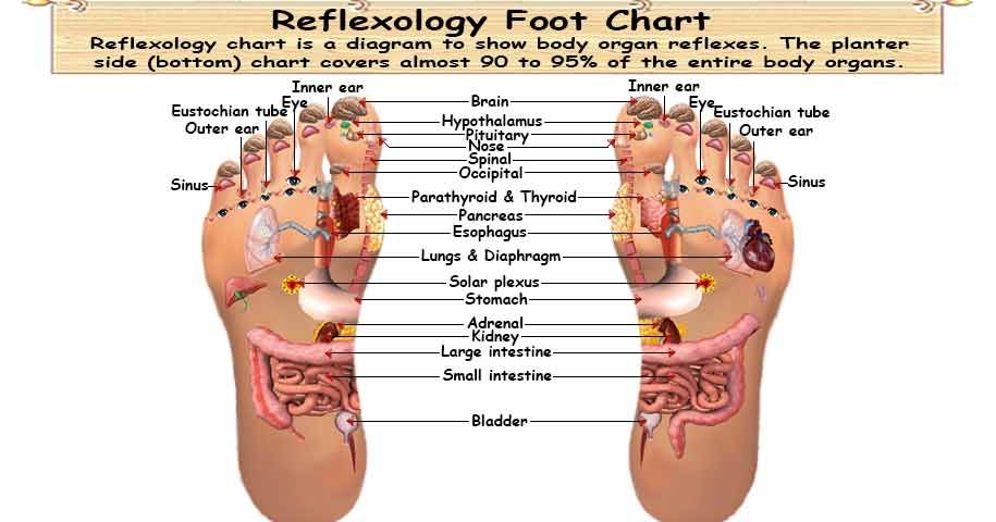 Detailed Reflexology Chart