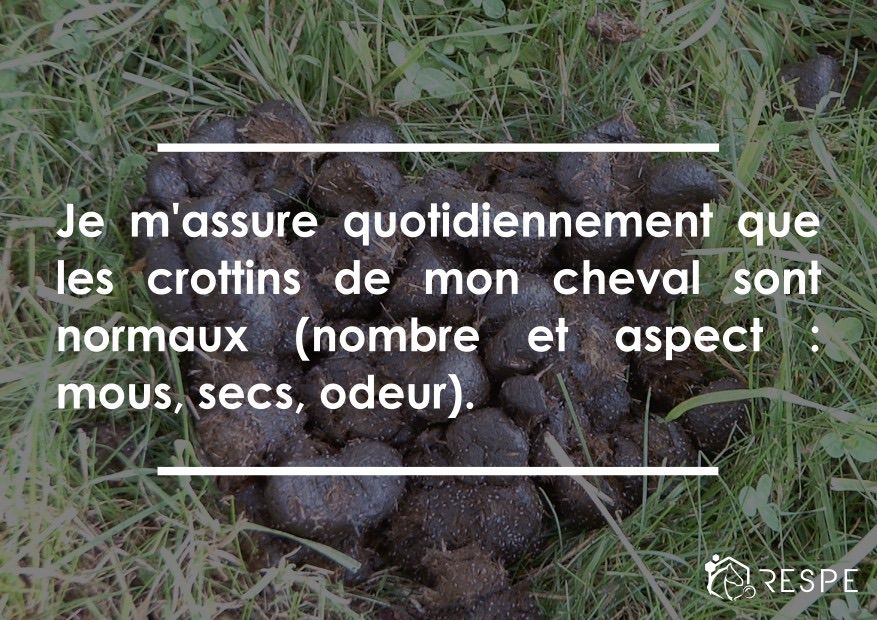 respe_network's tweet photo. J'observe 👀 mon cheval 🐴 au quotidien afin de remarquer d'éventuels changements dans son comportement 🙈🙉🙊. C'est le cas des #crottins (nombre et aspect : mous, secs, odeur) https://t.co/4ZID0iHfRk