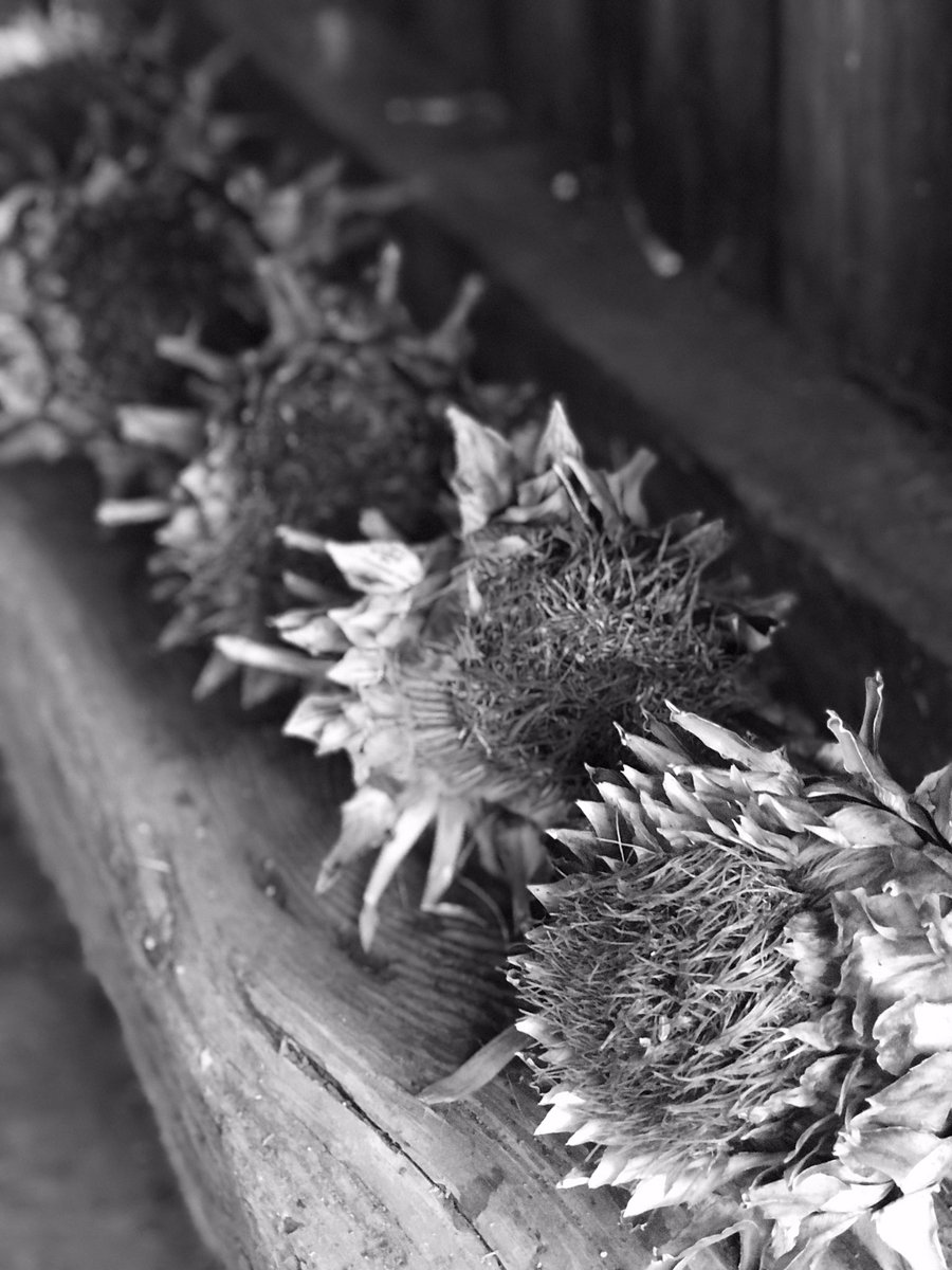 The artichokes are drying out very nicely 😃 
#artichokes #drying #garden #gardendesign