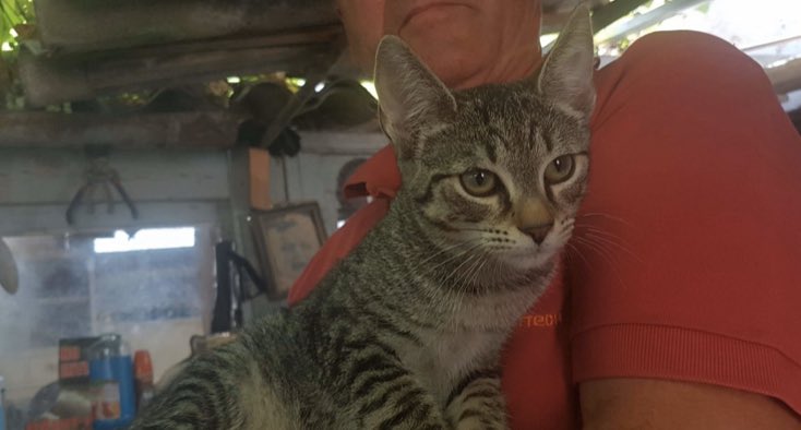 Charlotte und Amelie grüßen die Streuner-Fans! Die Geschwister warten sehnlichst auf IHR neues Zuhause 🐱🐱 #Caturday  #cat #AdoptDontShop #adoptme