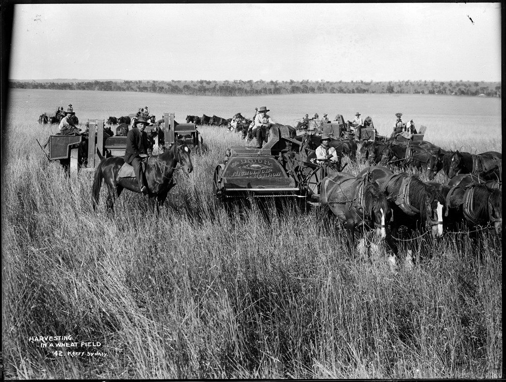 Harvesting in a wheat field #newoldstock