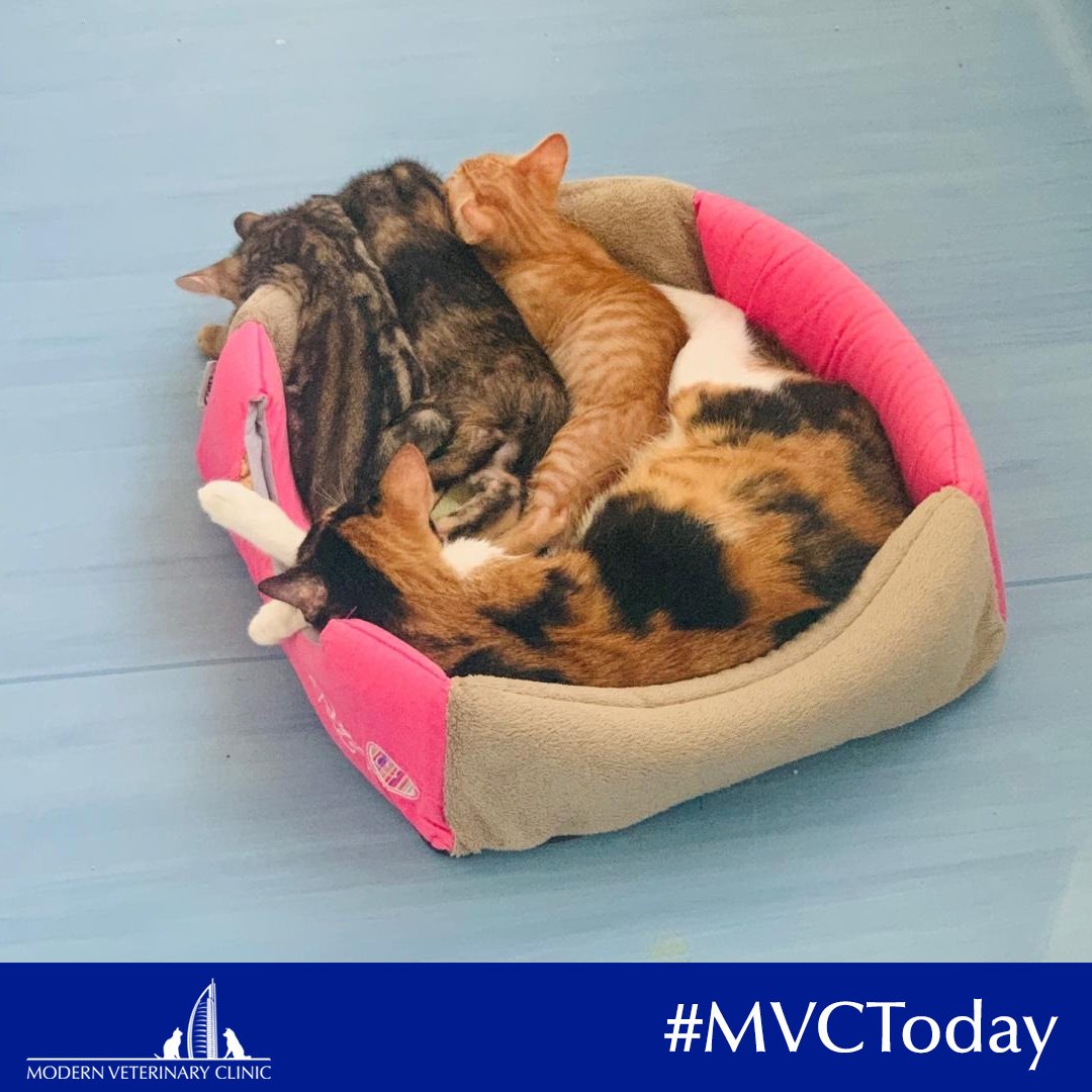 Modern Veterinary Clinic Modernvetdubai Twitter