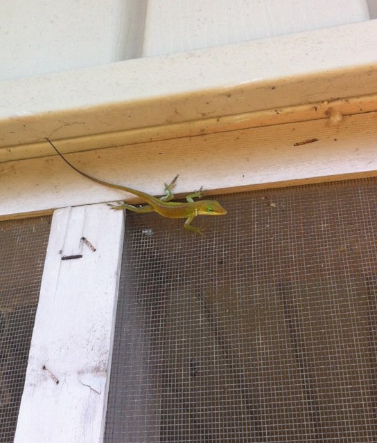 Kiddo Pug tweet media