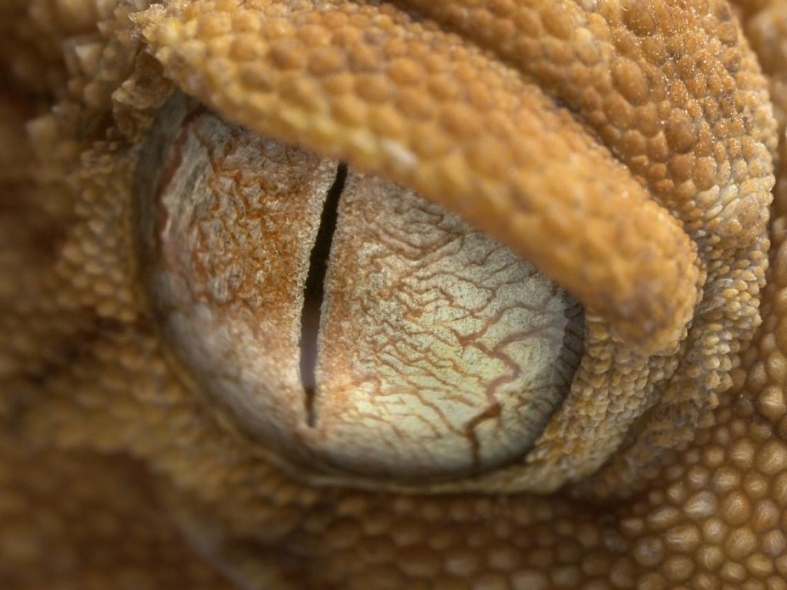 muyinteresante's tweet photo. ¡Abre los ojos! Déjate impresionar por esta galería de ojos de #animales. ¿Sabes a cuál pertenece el de esta fotografía? https://t.co/eC17RYNZH1 https://t.co/j6HBnlwnpI