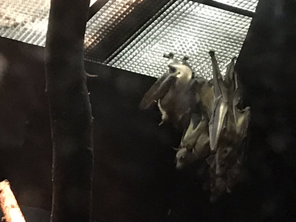 PressGazetteBat's tweet photo. Hanging with my squad. #squadgoals #bat #batbehavior https://t.co/6UZwfSB8PZ