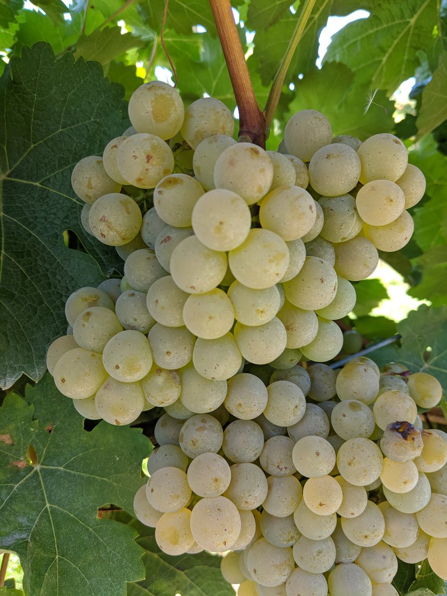 the hatch tweet media