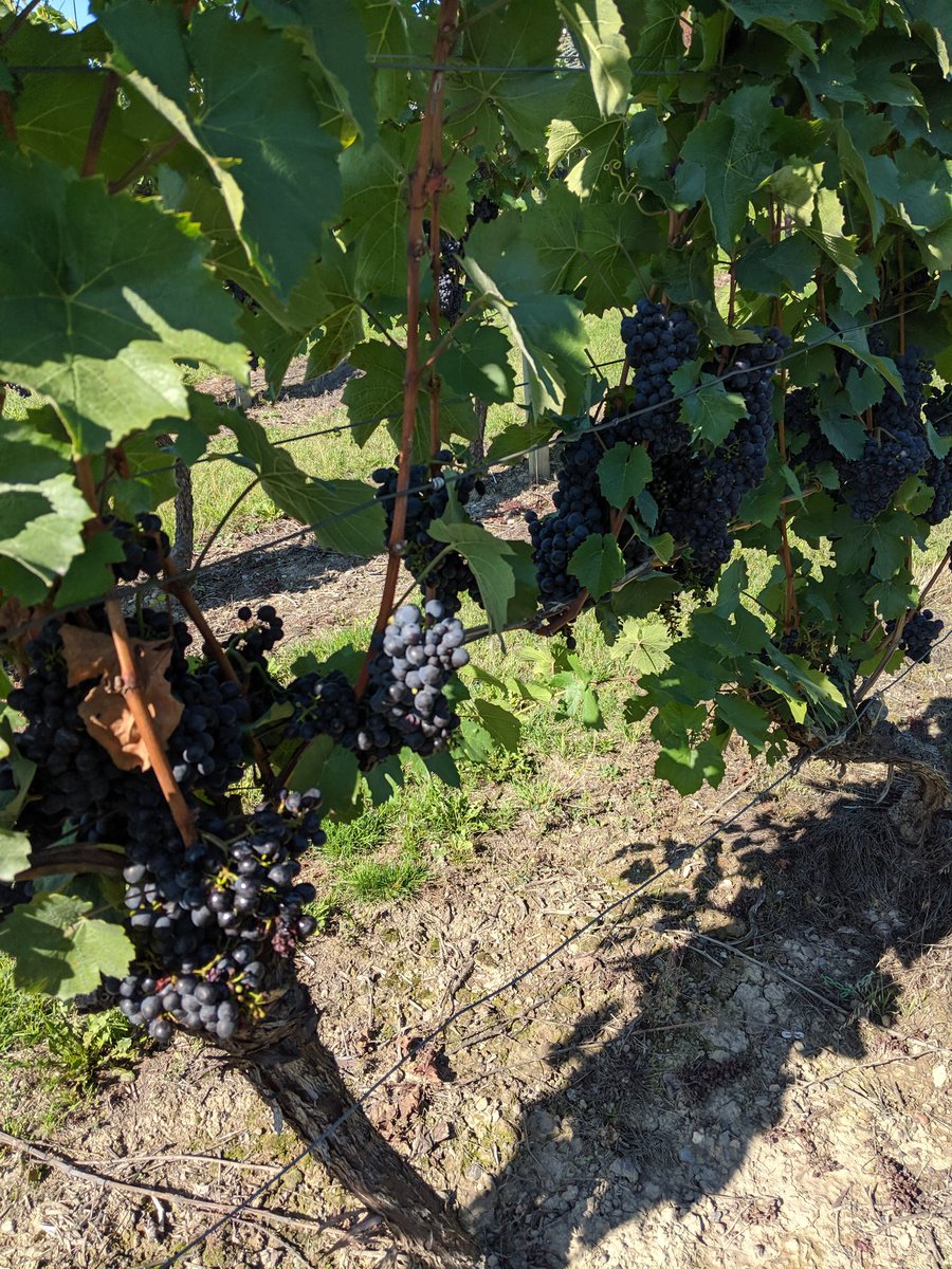 the hatch tweet media