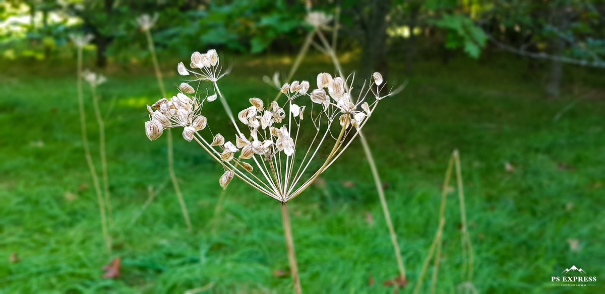 PeterFMulligan's tweet photo. A dried out #floret #husk in mid #September #budded #bloomed #seeds #scattered job done #circleoflife #NaturePhotography #Autumn #Clontarf #Dublin #Ireland #dailyphoto https://t.co/fRwYB2rASi