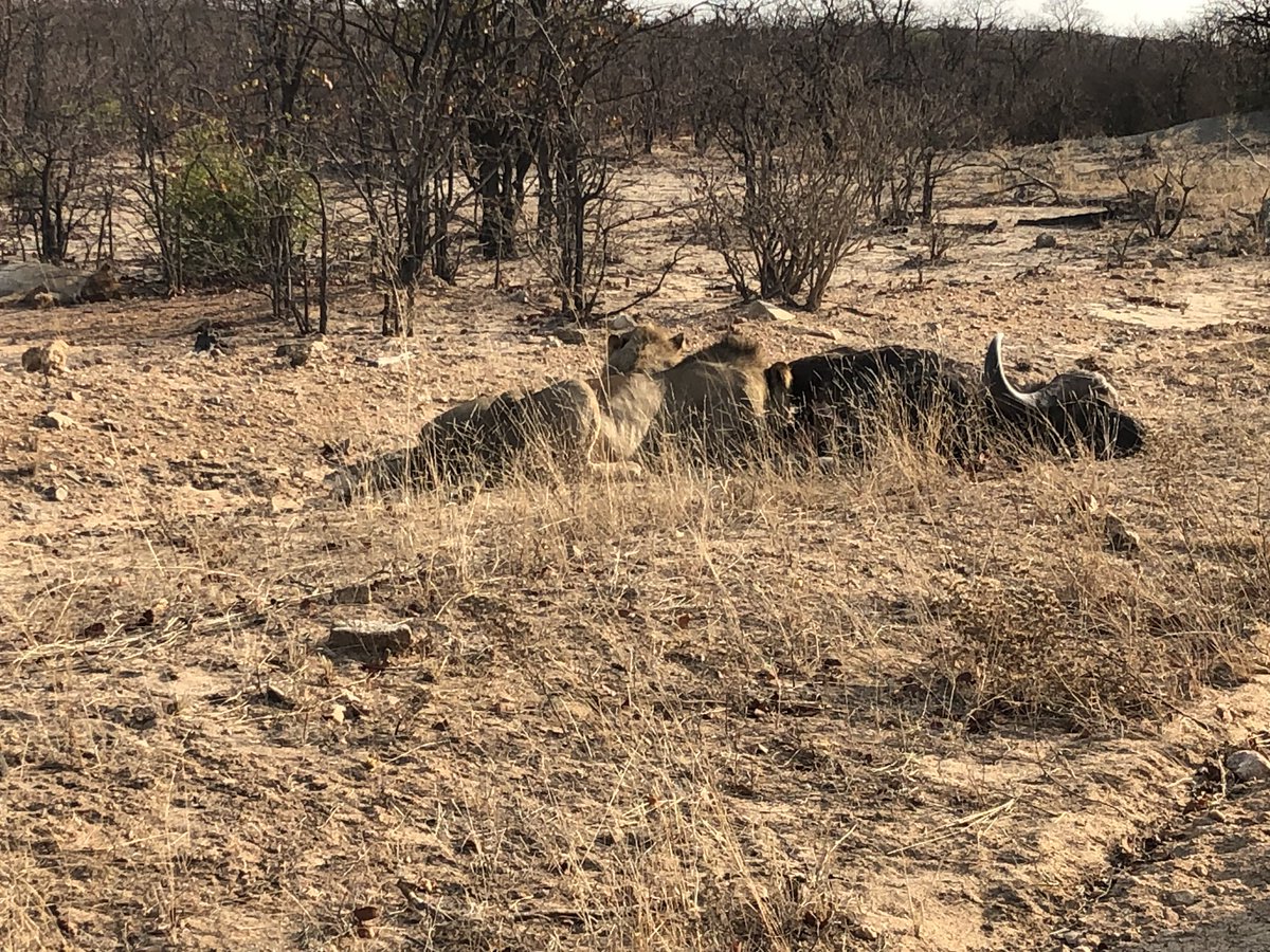Epic day in KNP: Great birds and some pretty cool mammal encounters, 4 of the big-5 within the first 3 hours. Our trip so far: birdlasser.com/private/events… #extremebirding