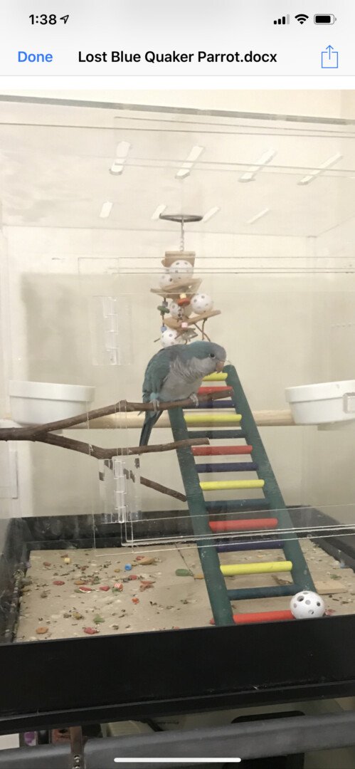 mylostpetalert's tweet image. Lost bird in #newwindsor #NY (12553) #lostbird #lostpet #missing lst.pet/JmyIFd2